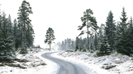 Winter road through frosted forest, isolated on transparent background