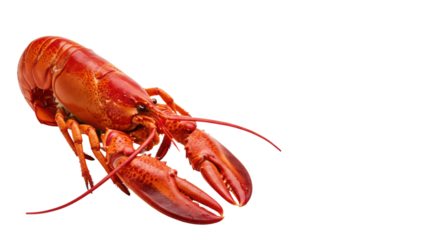 A vibrant, perfectly cooked red lobster with a glossy, textured shell, isolated against a transparent background with copy space, concept of gourmet seafood luxury