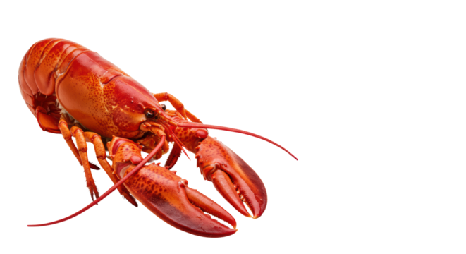 A vibrant, perfectly cooked red lobster with a glossy, textured shell, isolated against a transparent background with copy space, concept of gourmet seafood luxury