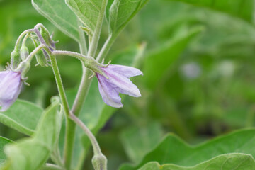 Brinjal flower bloom on plant, A close up of purple Brinjal flowers in the garden with green leaves closeup, Beautiful brinjal flower.Purple color flower. Eggplant flower close up with leaves