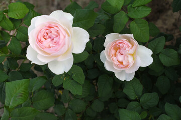 Beautiful pink white rose flower closeup in garden, A very beautiful pink white rose flower bloomed on the rose tree, Rose flower closeup, bloom flowers, Natural spring flower floral background