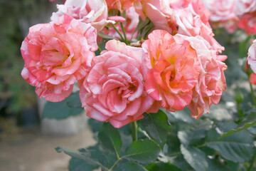 Beautiful pink white rose flower closeup in garden, A very beautiful pink white rose flower bloomed on the rose tree, Rose flower closeup, bloom flowers, Natural spring flower floral background