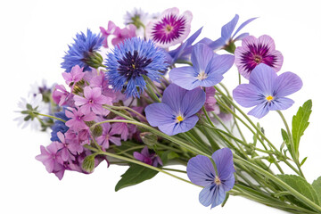 Campanula. Cut out blue and pink flowers. Flowerbed isolated on transparent background. Bush for garden design or landscaping