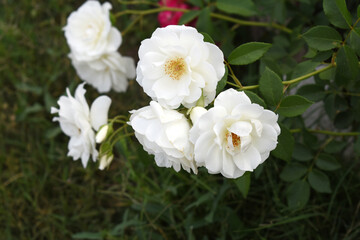 Fototapeta premium Beautiful white rose flower closeup in garden, A very beautiful white rose flower bloomed on the rose tree, Rose flower closeup, bloom flowers, Natural spring flower, Natural floral background,