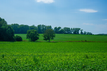  Wide green corn field under a clear blue sky on a sunny summer day, concept of agriculture, farming, rural life.