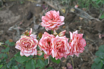 Beautiful pink rose flower closeup in garden, A very beautiful pink yellow rose flower bloomed on the rose tree, Rose flower closeup, bloom flowers, Natural spring flower floral background
