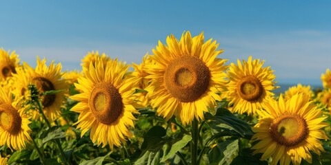 Obraz premium The Sunflowers in a Bright Summer Field Under a Clear Blue Sky