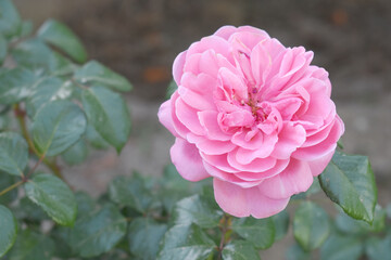 Beautiful pink rose flower closeup in garden, A very beautiful pink yellow rose flower bloomed on the rose tree, Rose flower closeup, bloom flowers, Natural spring flower floral background