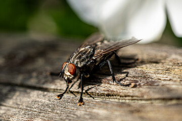 Musca domestica Die Stubenfliege, auch Gemeine Stubenfliege oder Große Stubenfliege, ist eine Fliege aus der Familie der Echten Fliegen, Musca domestica The housefly, also known as the common housefly
