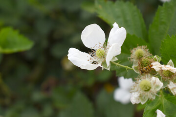 Blackberry flowers blooming in the garden, Beautiful in spring bloom garden. Blackberry bush with white flowers, Blossoming blackberry bush and bee, sunny spring day, Chakwal, Punjab, Pakistan