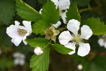 Blackberry flowers blooming in the garden, Beautiful in spring bloom garden. Blackberry bush with white flowers, Blossoming blackberry bush and bee, sunny spring day, Chakwal, Punjab, Pakistan