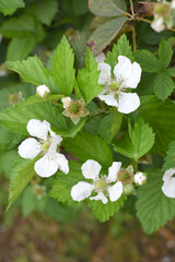 Blackberry flowers blooming in the garden, Beautiful in spring bloom garden. Blackberry bush with white flowers, Blossoming blackberry bush and bee, sunny spring day, Chakwal, Punjab, Pakistan