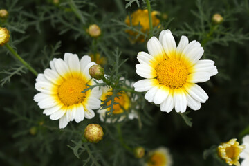 Obraz premium White Yellow Crown Daisy, Close-up of a white and yellow crown daisy flower, blooming in nature, Close-up shot of beautiful White yellow Crown Daisy flower (Chrysanthemum coronarium), Crown Daisy,