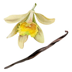 Vanilla orchid flower bloom, seed pod, natural spice. Isolated tropical plant illustration hand drawn in watercolor. Gourmet flavor branding, botanical decor, artisanal dessert design, aromatherapy.