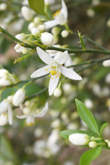 Blossoming orange tree flowers, orange blossoms, Spring harvest, closeup of Orange tree branches with flowers and leaves, buds and leaves, white little flower closeup, Chakwal, Punjab, Pakistan