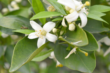 Obraz premium Blossoming orange tree flowers, orange blossoms, Spring harvest, closeup of Orange tree branches with flowers and leaves, buds and leaves, white little flower closeup, Chakwal, Punjab, Pakistan