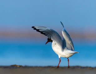 Fototapeta premium A black-headed gull with outstretched wings, near the water's edge