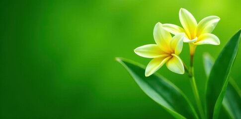 Fototapeta premium Close-up of lemongrass flowers, lush green leaves , stem, wildlife, aromatic