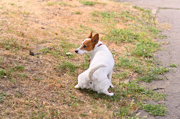 Jack Russell terrier pauses mid-stride on grassy park path. Small white dog interrupts its park...