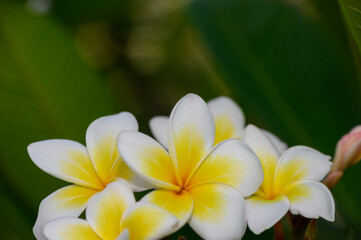 Ornamental Plumeria Tree with White Blossoms in Mediterranean Climate
