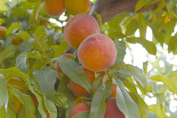 Fresh Ripe Peach fruits on a tree branch with leaves closeup, A bunch of ripe Peaches on a branch, Ripe delicious fruit peaches on the tree, Ripe sweet peach fruits grow on a peach tree branch
