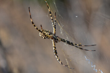 Spider Sitting on Web in Nature