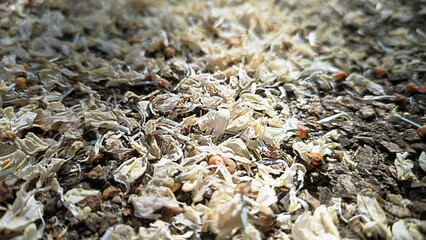 Layer of Fallen White Petals and Seeds Covering Ground, Close-Up. Abstract Background, Texture.