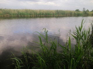 Nature harmony by riverside vegetation and mirror-like water. Reed and calm water create sense of stillness. Reflection sky and clouds on calm water