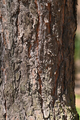 textured bark of a pine tree in close-up. background