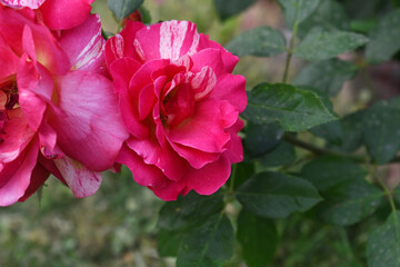 Beautiful red rose flower closeup in garden, A very beautiful red rose flower bloomed on the rose tree, Rose flower closeup, bloom flowers, Natural spring flower, Natural floral background,