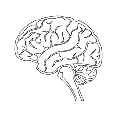 vector illustration of human brain