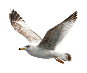 Obraz premium Seagull in flight over ocean wildlife coastal environment, isolated on transparent background, png