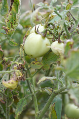 Green unripe Tomato, Green tomatoes plantation. Organic farming, young unripe tomato plant growth in greenhouse, Fresh green unripe tomatoes growing in the garden, Vegetable plantation with tomatoes
