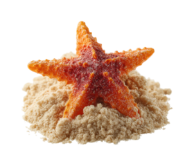 Starfish discovery on sandy beach nature close up view, isolated on transparent background, png