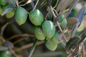 Olives Growing on Tree Branch Under Sunlight — Cyprus Orchard View