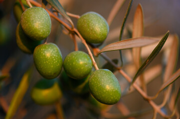 Minimalistic Close-Up of Green Olives on Branch Against Sky