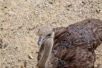 The elegant ostrich is captured in a detailed close up shot.