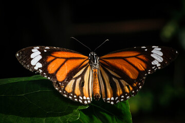 Vibrant Monarch Butterfly Spreading Wings on Lush Green Leaf