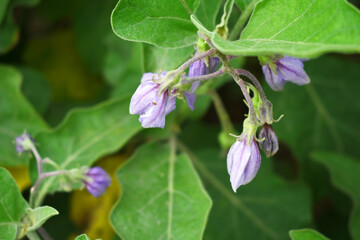 Brinjal flower bloom on plant, A close up of purple Brinjal flowers in the garden with green leaves closeup, Beautiful brinjal flower.Purple color flower. Eggplant flower close up with leaves