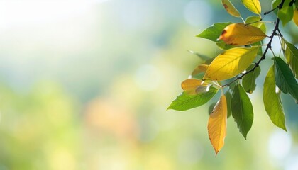 Obraz premium Captivating autumn leaves falling gracefully in a tranquil forest setting nature photography soft focus peaceful environment