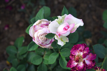 Beautiful pink white rose flower closeup in garden, A very beautiful pink white rose flower bloomed on the rose tree, Rose flower closeup, bloom flowers, Natural spring flower floral background