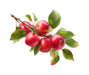 Harvesting fresh red apples on a branch, isolated on transparent background, png