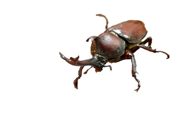 オスのカブトムシ