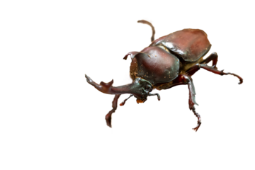 オスのカブトムシ