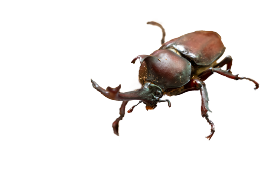オスのカブトムシ