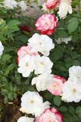 Beautiful white rose flower closeup in garden, A very beautiful white rose flower bloomed on the rose tree, Rose flower closeup, bloom flowers, Natural spring flower, Natural floral background,