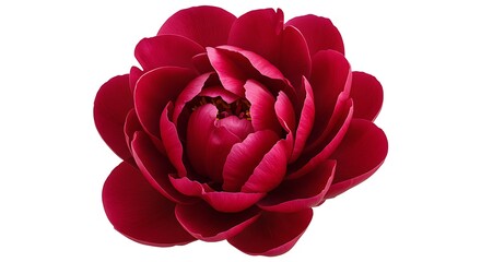 Crimson Bloom: A Study in Petals