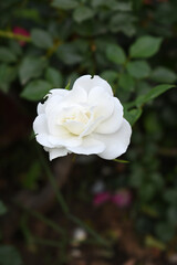 Beautiful white rose flower closeup in garden, A very beautiful white rose flower bloomed on the rose tree, Rose flower closeup, bloom flowers, Natural spring flower, Natural floral background,