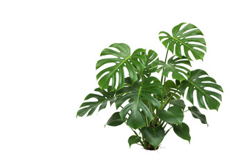 Obraz premium Pristine Monstera deliciosa cluster with lush green foliage and distinct fenestrations, transparent studio background with copy space, concept of natural vitality and modern design