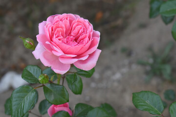 Beautiful pink rose flower closeup in garden, A very beautiful pink yellow rose flower bloomed on the rose tree, Rose flower closeup, bloom flowers, Natural spring flower floral background